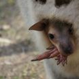 ‘Male’ Kangaroo Chuck Surprises Staff By Giving Birth in Siberian Zoo