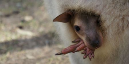‘Male’ Kangaroo Chuck Surprises Staff By Giving Birth in Siberian Zoo