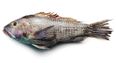 We’re Not Codding: Fisherman Finds Dildo Inside Cod