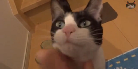 VIDEO: This Cat Proves That Not All Furry Felines Lack The Ability To Show Affection