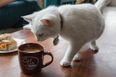 First American Cat Café Opens in New York City