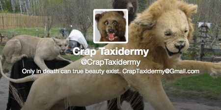 Crap Taxidermy: One Hilarious Twitter Account That Is Definitely Worth A Follow