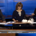VIDEO: At It Like Rabbits… News Anchors Left Red-Faced After Bunnies Get Frisky Live On Air