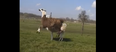 Feeling Fragile And In Need Of A Laugh? This Llama Dancing To DMX Is Exactly What The Doctor Ordered