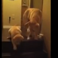 VIDEO: This Brilliant Clip Shows The Basic Difference Between Cats and Dogs