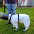 Dog Suits Up For Work! Bazz The Beekeeper Labrador Won’t Be Stung Anytime Soon