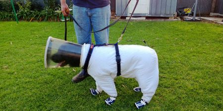 Dog Suits Up For Work! Bazz The Beekeeper Labrador Won’t Be Stung Anytime Soon