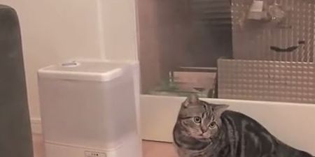 VIDEO: Cat Can’t Get Head Around Humidifier