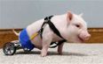 VIDEO: Ain’t No Stoppin’ Him Now – Disabled Piglet Given Gift of Wheelchair