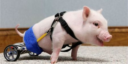 VIDEO: Ain’t No Stoppin’ Him Now – Disabled Piglet Given Gift of Wheelchair