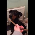 Watch: Incredibly Patient Doberman Waits for the “Ok” Before Wolfing Down Treats