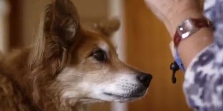 Dog Saves Owner’s Life After Sensing Cancer