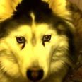 VIDEO: Fluffy Husky Just Wants To Play