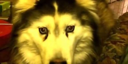 VIDEO: Fluffy Husky Just Wants To Play