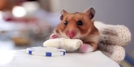 VIDEO: It’s A Tiny Hamster Eating Tiny Burritos