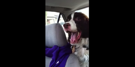 VIDEO – This Poor Dog Just Doesn’t Seem To Be That Fond Of Squirrels