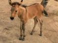 VIDEO: Meet Khumba – A Crossbreed Zebra Donkey