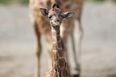 PICTURES: New Giraffe Calf Born At Dublin Zoo