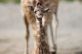 PICTURES: New Giraffe Calf Born At Dublin Zoo