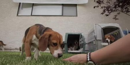 VIDEO – These Beagles Spent Their Entire Lives In Cages, This Was Their First Time Out In The World
