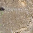 VIDEO: Mother And Baby Bear Do A Spot Of Rock Climbing…And It’s Pretty Impressive!