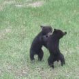 Nothing To See Here… Just A Couple Of Baby Bears Having A Wrestle