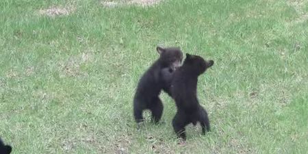 Nothing To See Here… Just A Couple Of Baby Bears Having A Wrestle