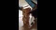 VIDEO: This Cat Has Mastered the Art of Playing Jenga Like a Ninja