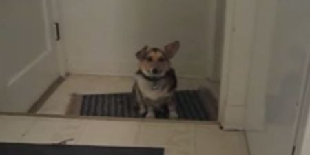 VIDEO: Corgi Only Reacts To Owner’s Beatles Impression