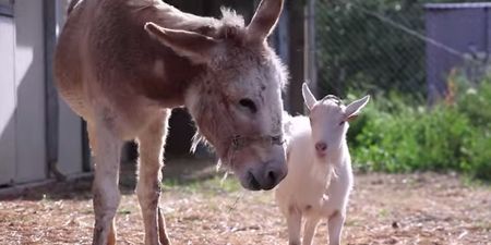 VIDEO: All Of The Feels! Meet Best Friends, Mr. G And Jellybean