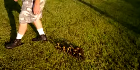 VIDEO: This Man Has His Very Own Entourage… Of Ducklings