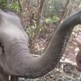 VIDEO: Baby Elephant Dances With Tourist