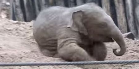 VIDEO: Baby Elephant Just Loves Playing In The Sand