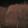 PICTURES: Orphaned Elephant Rescued After Holding Vigil By Mother’s Body