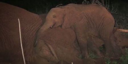 PICTURES: Orphaned Elephant Rescued After Holding Vigil By Mother’s Body
