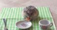VIDEO – Your Friday Aww, Tiny Hamster Eating A Tiny Pizza