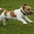 Humans Need Not Apply… This Jack Russell Has Learned To Play Catch All By Himself
