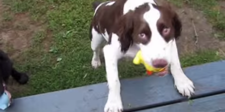 WATCH: Blind Springer Spaniel Plays Fetch… As You’ve Never Seen it Before