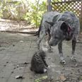 VIDEO – Max And Ralphee, Dog Befriends Disabled Rescue Kitten
