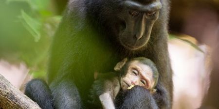 Grief-Stricken Monkey Spends Days Clutching Her Dead Newborn Baby