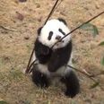 This Video Of A Panda Playing With Bamboo Is Guaranteed To Make You Smile