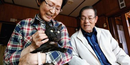 PICTURE: Miracle Cat Reappears Three Years After Tsunami – Reunited With Owners