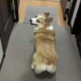WATCH: Ah Would Ya Look? This Dog Likes To Twerk It Out Like Miley
