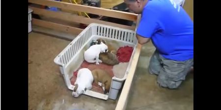 VIDEO: This Is Too Cute! Man Sings A Litter Of Puppies To Sleep