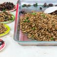 VIDEO: Grub’s Up! Here’s Why We Should All Be Eating Insects
