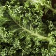 Food High Five – Five Reasons Kale Is Good For You