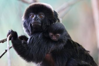In Pictures – Meet The Adorable New Arrival at Dublin Zoo