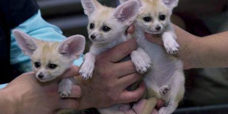 PHOTOS: Baby Fennec Foxes Are Probably the Cutest Things You’ll See Today