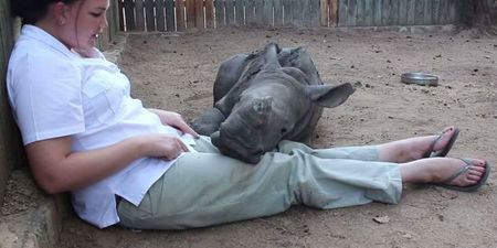 Orphaned Baby Rhino Refuses To Sleep Alone After Seeing Mother Murdered By Poachers