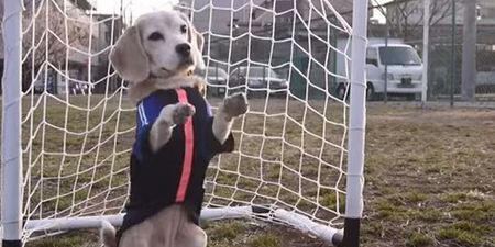 VIDEO: This Cute Beagle Has Some SERIOUS Football Skills
